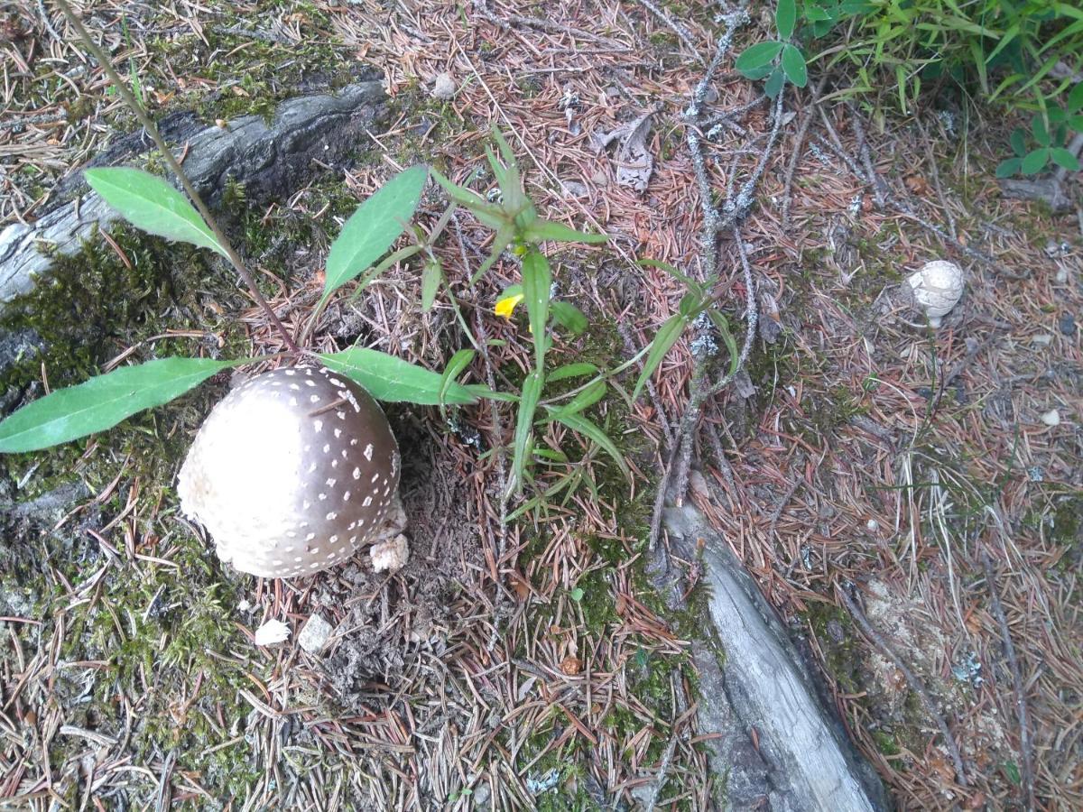 Chata Ziva Pod Babou Horou Oravská Polhora Extérieur photo